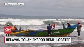 VIDEO: Nelayan Tolak Ekspor Benih Lobster