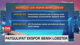 VIDEO: Kronologi Ekspor Benih Lobster