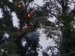 Lagi Viral di Pemalang! Pohon Tua di Pemakaman Keramat Tetiba Terbakar