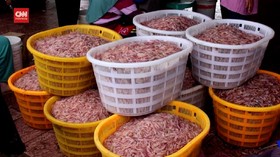 VIDEO: Sejak Juli, Nelayan Cilacap Tolak Ekspor Benur Lobster
