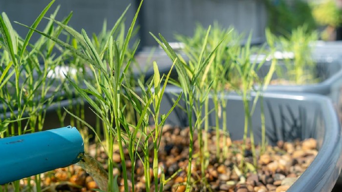 Many morning glory are germinating in the aquaponics system.