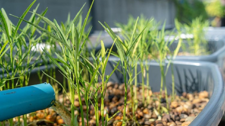 Cara Panen Sayur  dan Ikan Sistem Akuaponik 