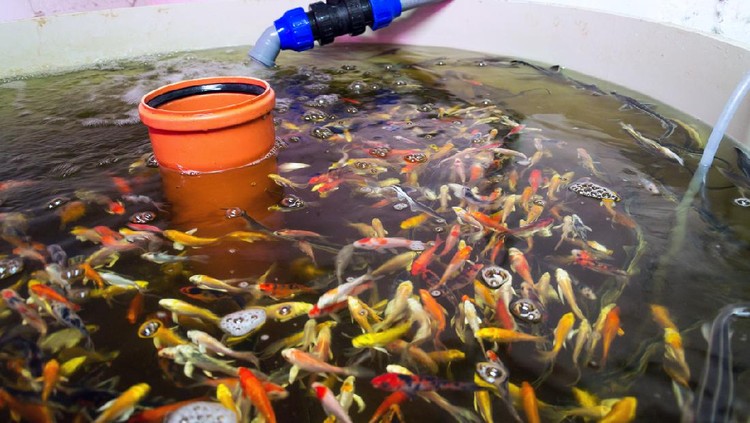 Various fish species in aquaponics system, combination of fish aquaculture with hydroponics, cultivating plants in water under artificial lighting