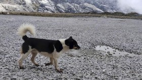 Anjing Bernyanyi Papua Langka, Ada Relasi dengan Australia
