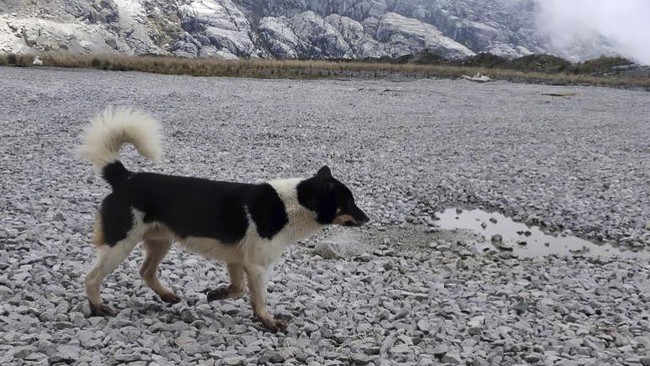 Anjing bernyanyi Papua yang langka, ternyata punya relasi dengan anjing liar lain di pegunungan papua dan dingo di Australia.