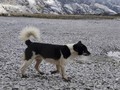 Anjing Bernyanyi Papua Langka, Ada Relasi dengan Australia