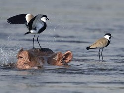 Menakjubkan, Karya Para Juara Kompetisi Foto British Ecological Society 2020