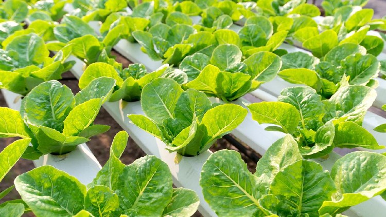Vegetable salad planted hydroponic vegetable in house plant nursery