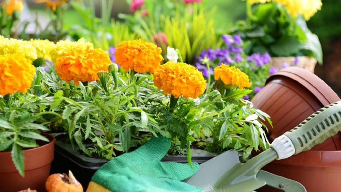 plants in pots