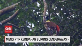 VIDEO: Melihat Keindahan Burung Cendrawasih
