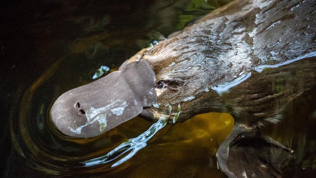Jumlah habitat platipus di Australia telah menyusut 22 persen dalam 30 tahun dan masuk dalam kategori hewan terancam punah nasional.