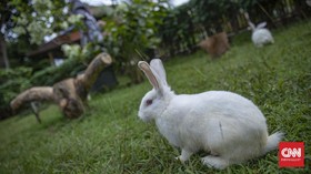 FOTO: Masuk ke Dunia Kelinci di Jakarta