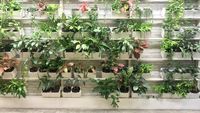 10 Jenis Tanaman Hias Yang Cocok Untuk Vertical Garden - Halaman 2