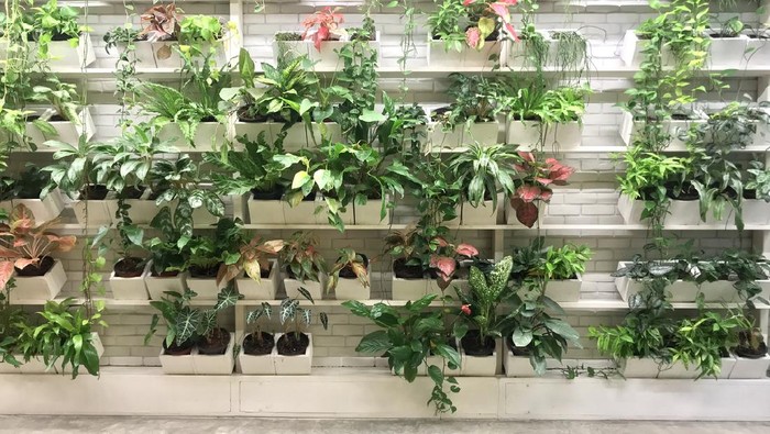 Ornamental plant decoration for vertical garden