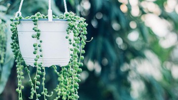 JENIS TANAMAN HIAS GANTUNG OUTDOOR LAIN