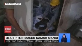 VIDEO: Ular Piton 3,5 Meter Masuk Kamar Mandi