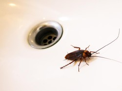 Banyak Kecoak di Rumah Pertanda Apa? Ini Penyebab dan Cara Usirnya