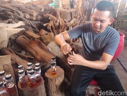 Keren, Minyak Gaharu Made In Jombang Tembus Pasar Ekspor