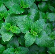 4 Manfaat Daun Mint Bagi Kesehatan
