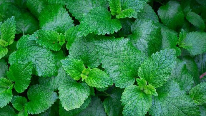 4 Manfaat Daun Mint Bagi Kesehatan