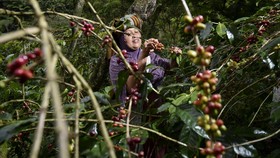 FOTO: Imbas Pandemi Covid-19, Harga Kopi Gayo Anjlok