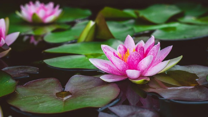 beautiful pink lotus flower.