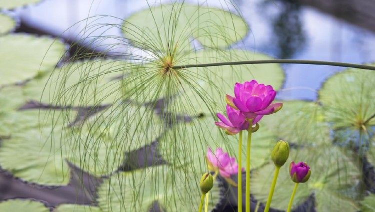 Flowers of a water lily (Nymphaea carpentiariae 