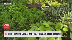 VIDEO: Berkebun dengan Media Tanam Anti Kotor
