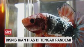 VIDEO: Bisnis Ikan Hias di Tengah Pandemi