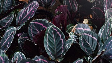 5 Jenis Tanaman Hias Calathea Termahal, Harganya Jutaan Rupiah