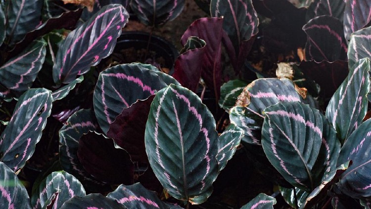 Calathea pink and green color background texture onwarm light sunshine. Tropical plant background. Decoration plants outdoor in garden.