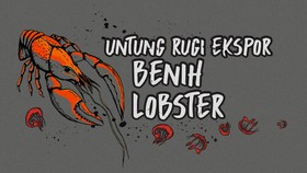 INFOGRAFIS: Untung dan Rugi Ekspor Benih Lobster