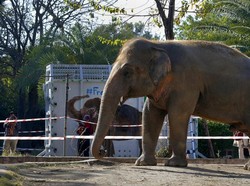 Gajah Paling Kesepian di Dunia Dipindahkan ke Kamboja