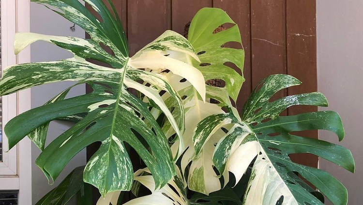 Monstera Variegata yang lagi fenomenal.