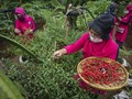 FOTO: Menikmati Hasil Panen Serentak Urban Farming di Jakarta