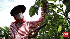 5 Prospek Kerja Agribisnis dan Gajinya