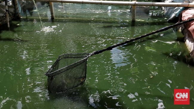 FOTO: Menikmati Hasil Panen Serentak Urban Farming di Jakarta