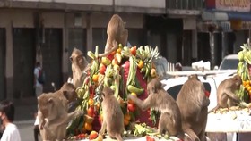 VIDEO: Uniknya Festival Makanan Untuk Monyet di Thailand