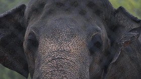 Gajah Hamil Mati Diduga Keracunan di Lahan Konsesi Riau