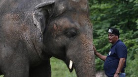 Kaavan, Gajah Paling Kesepian di Dunia Kini Punya Teman Hidup