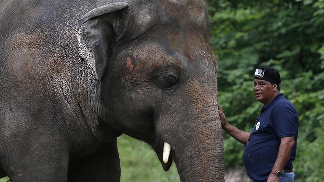 Kaavan, gajah yang dijuluki paling kesepian di dunia kini sudah memiliki teman di Kamboja usai terkurung bertahun-tahun di Pakistan.