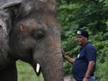 Kaavan, Gajah Paling Kesepian di Dunia Kini Punya Teman Hidup