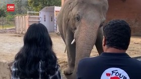 VIDEO: Gajah Paling Kesepian di Dunia 'Hijrah' ke Kamboja