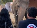 VIDEO: Gajah Paling Kesepian di Dunia 'Hijrah' ke Kamboja