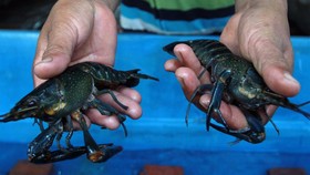 Pemerintah Ancam Sanksi Pidana Ekspor Benih Lobster