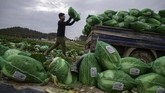 FOTO: Kimchi, Makanan Khas Korea yang Jadi Rebutan China Kimchi belakangan ramai diperbincangkan bukan karena drama Korea melainkan jadi rebutan antara China dan Korea Selatan.