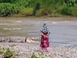 Buaya Berkalung Ban di Palu Muncul Lagi, BKSDA: Biasa, Itu Sedang Berjemur