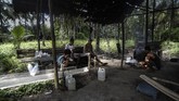 FOTO: Mengenal Sopi, Minuman Beralkohol Warisan Budaya Maluku Maluku memiliki warisan budaya berupa minuman beralkohol tradisional bernama sopi yang terbuat dari air nira kelapa.