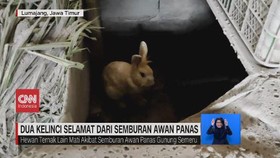 VIDEO: 2 Kelinci Selamat dari Semburan Awan Panas Semeru