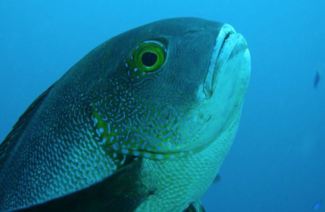 Ikan Tertua Di Dunia Ditemukan Umur 81 Tahun